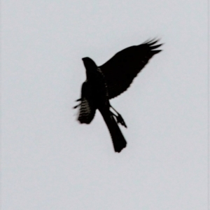 Accipiter cirrocephalus at Amaroo, ACT - 5 May 2019