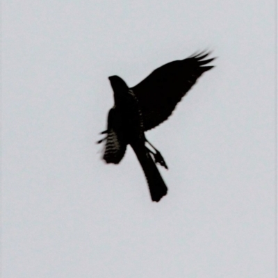 Accipiter cirrocephalus (Collared Sparrowhawk) at Amaroo, ACT - 5 May 2019 by davobj