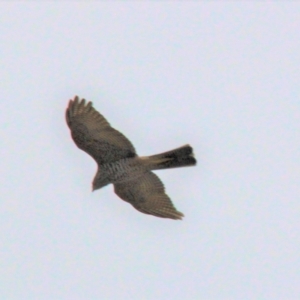 Tachyspiza cirrocephala at Amaroo, ACT - 5 May 2019