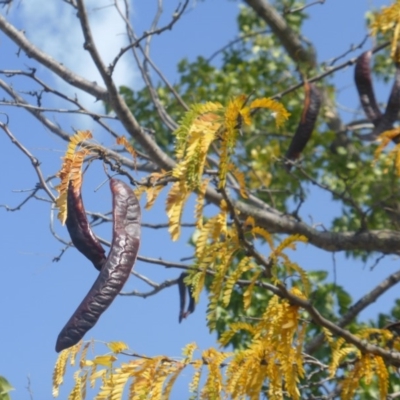 Gleditsia triacanthos (Honey Locust, Thorny Locust) at Hughes, ACT - 19 Apr 2019 by Mike