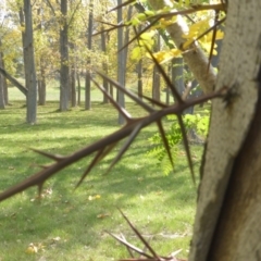 Gleditsia triacanthos at Hughes, ACT - 19 Apr 2019