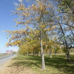 Gleditsia triacanthos at Hughes, ACT - 19 Apr 2019