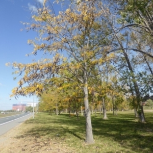 Gleditsia triacanthos at Hughes, ACT - 19 Apr 2019