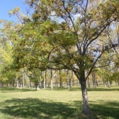 Robinia pseudoacacia (Black Locust) at Hughes, ACT - 19 Apr 2019 by Mike