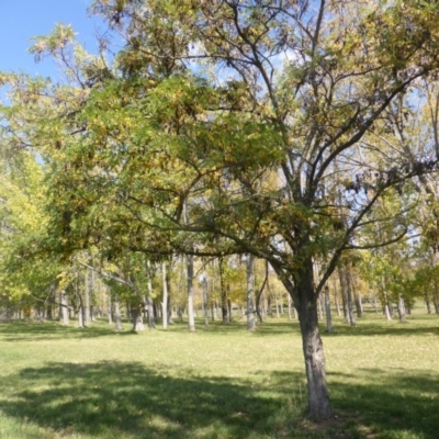 Robinia pseudoacacia (Black Locust) at Hughes, ACT - 19 Apr 2019 by Mike