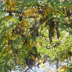 Robinia pseudoacacia at Hughes, ACT - 19 Apr 2019