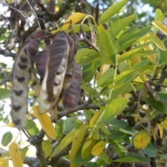 Robinia pseudoacacia at Hughes, ACT - 19 Apr 2019