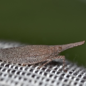 Rentinus dilatatus at Watson, ACT - 14 Apr 2019 12:00 AM