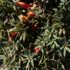 Astroloma humifusum (Cranberry Heath) at Tuggeranong Hill - 20 Apr 2019 by Owen