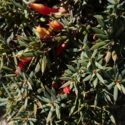 Astroloma humifusum (Cranberry Heath) at Theodore, ACT - 20 Apr 2019 by Owen