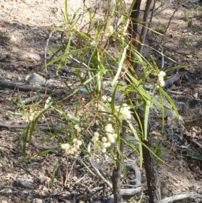 Acacia implexa (Hickory Wattle, Lightwood) at Theodore, ACT - 20 Apr 2019 by owenh