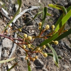 Acacia implexa at Theodore, ACT - 20 Apr 2019
