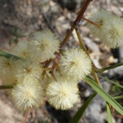 Acacia implexa at Theodore, ACT - 20 Apr 2019 01:32 PM