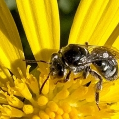 Lasioglossum (Chilalictus) sp. (genus & subgenus) (Halictid bee) at Banks, ACT - 20 Apr 2019 by UserfaKgHkxs