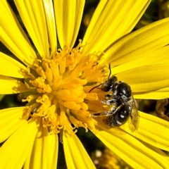 Lasioglossum (Chilalictus) sp. (genus & subgenus) at Banks, ACT - 20 Apr 2019 01:35 PM