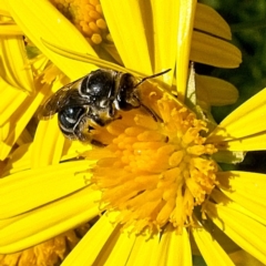 Lasioglossum (Chilalictus) sp. (genus & subgenus) at Banks, ACT - 20 Apr 2019 01:35 PM