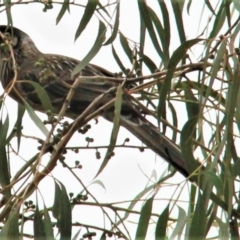 Anthochaera carunculata (Red Wattlebird) at Harrison, ACT - 19 Apr 2019 by davobj