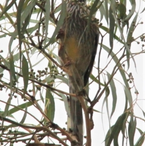 Anthochaera carunculata at Harrison, ACT - 20 Apr 2019 09:34 AM