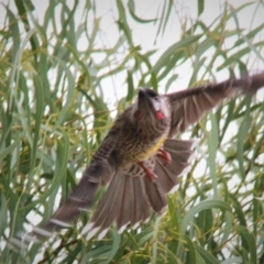 Anthochaera carunculata at Harrison, ACT - 20 Apr 2019