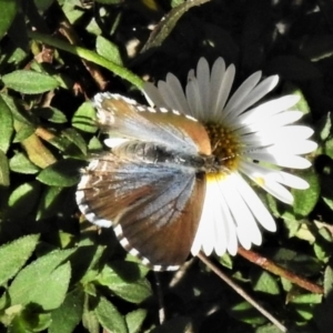 Theclinesthes serpentata at Wanniassa, ACT - 20 Apr 2019