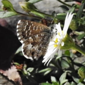 Theclinesthes serpentata at Wanniassa, ACT - 20 Apr 2019