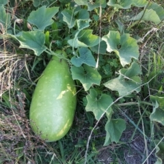 Citrullus amarus (Wild Melon, Camel Melon, Bitter Melon) at Mount Mugga Mugga - 20 Apr 2019 by Mike