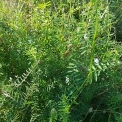 Vicia sp. (A Vetch) at Mount Mugga Mugga - 20 Apr 2019 by Mike