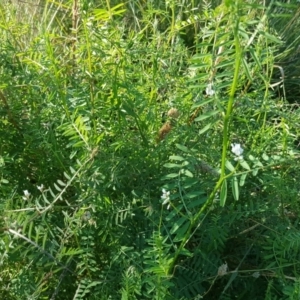 Vicia sp. at O'Malley, ACT - 20 Apr 2019