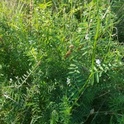 Vicia sp. (A Vetch) at Mount Mugga Mugga - 20 Apr 2019 by Mike