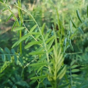 Vicia sp. at O'Malley, ACT - 20 Apr 2019