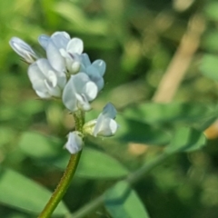 Vicia sp. at O'Malley, ACT - 20 Apr 2019