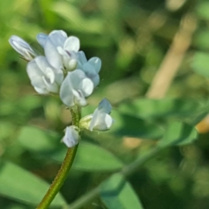 Vicia sp. at O'Malley, ACT - 20 Apr 2019