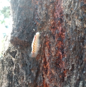 Trichiocercus sparshalli at Bruce, ACT - 7 Mar 2019 12:47 PM