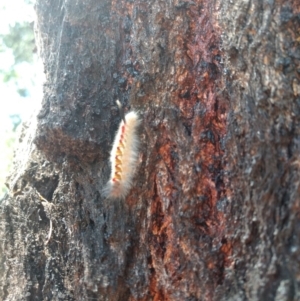 Trichiocercus sparshalli at Bruce, ACT - 7 Mar 2019