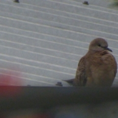 Spilopelia chinensis (Spotted Dove) at Bermagui, NSW - 30 Mar 2019 by JackieLambert