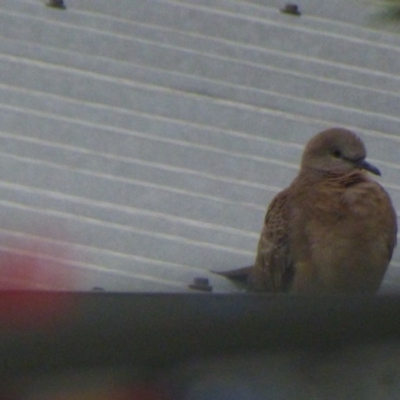 Spilopelia chinensis (Spotted Dove) at Bermagui, NSW - 29 Mar 2019 by Jackie Lambert