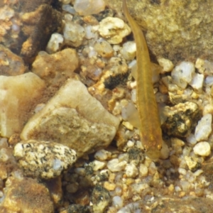 Galaxias sp. (genus) at Kosciuszko National Park, NSW - 14 Apr 2019