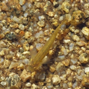 Galaxias sp. (genus) at Kosciuszko National Park, NSW - 14 Apr 2019