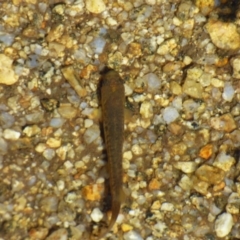 Galaxias sp. (genus) at Kosciuszko National Park, NSW - 14 Apr 2019