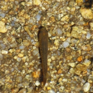 Galaxias sp. (genus) at Kosciuszko National Park, NSW - 14 Apr 2019