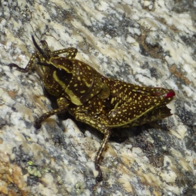 Monistria concinna (Southern Pyrgomorph) at Kosciuszko National Park - 14 Apr 2019 by Jackie Lambert