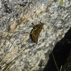 Monistria concinna at Mt Kosciuszko Summit - 14 Apr 2019 12:09 PM