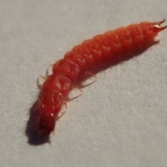 Staphylinidae (family) (Rove beetle) at Spence, ACT - 20 Apr 2019 by Laserchemisty