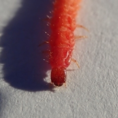 Staphylinidae (family) at Spence, ACT - 20 Apr 2019 04:37 PM