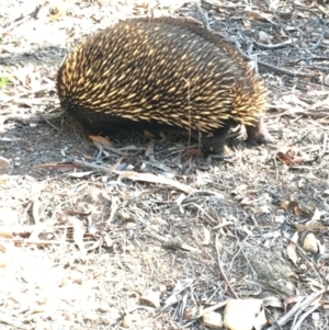 Tachyglossus aculeatus at Acton, ACT - 20 Apr 2019