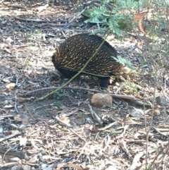 Tachyglossus aculeatus at Acton, ACT - 20 Apr 2019 01:20 PM