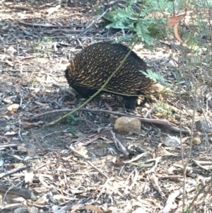 Tachyglossus aculeatus at Acton, ACT - 20 Apr 2019