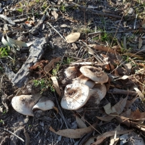 Agaricus sp. at O'Malley, ACT - 20 Apr 2019