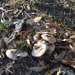 Agaricus sp. at O'Malley, ACT - 20 Apr 2019 04:03 PM