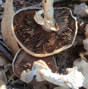 Agaricus sp. at O'Malley, ACT - 20 Apr 2019